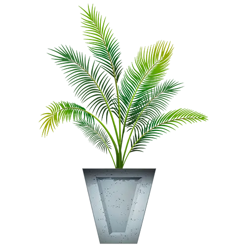 Папоротники