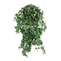 Ампельные и лианы