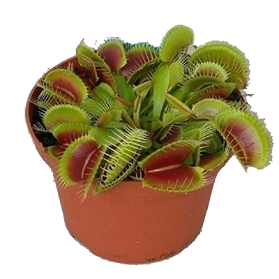 Хищные растения