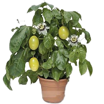 Экзотические растения